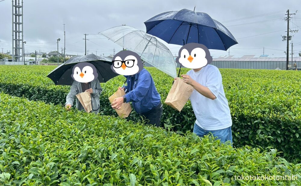 新茶摘み