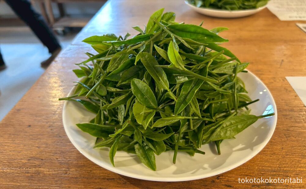 収穫後の茶葉
