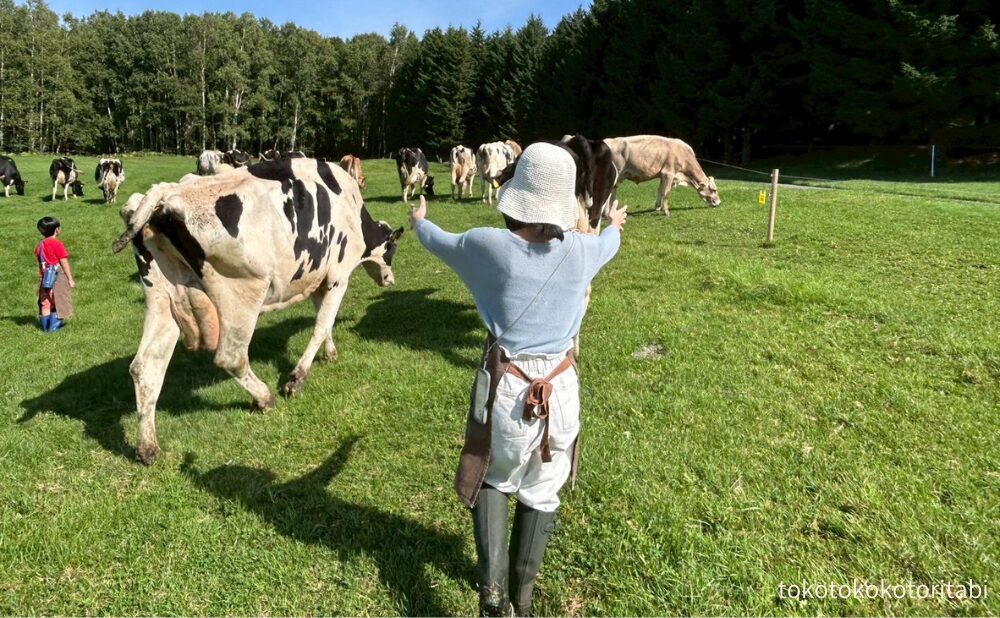 牛追い