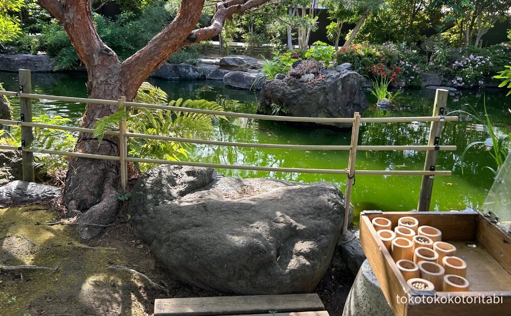 鯉の餌