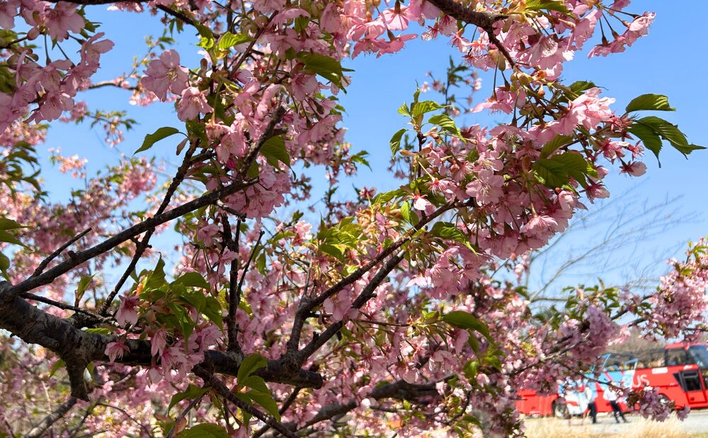 桜オープンバスツアー