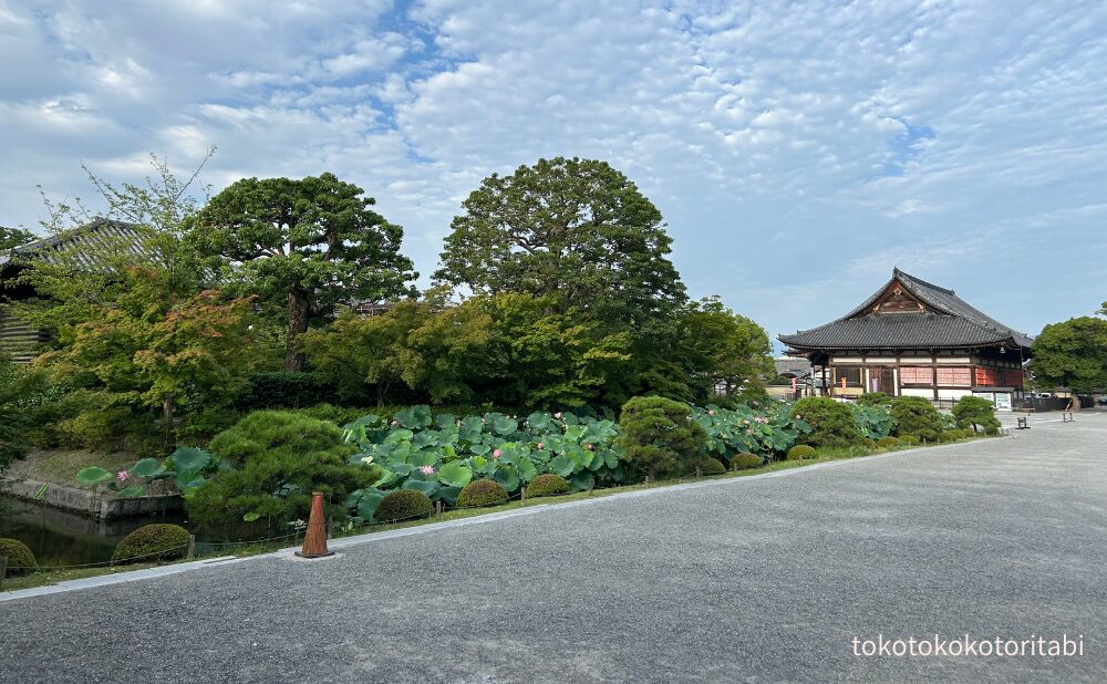 東寺の蓮